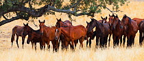 Retuerta horses (Equus ferus caballus) once native, now released to graze in Campanarios de Azaba Biological Reserve, a rewilding Europe area, Salamanca, Castilla y Leon, Spain