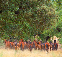 Retuerta horses (Equus ferus caballus) herd running away, once native, now released to graze in Campanarios de Azaba Biological Reserve, a rewilding Europe area, Salamanca, Castilla y Leon, Spain