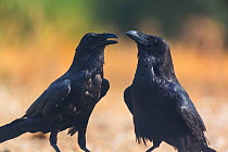 Common ravens (Corvus corax) two interacting, Campanarios de Azaba Biological Reserve, a rewilding Europe area, Salamanca, Castilla y Leon, Spain