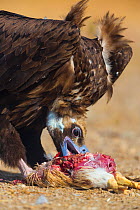 European Black vulture (Aegypius monachus) feeding on dead chicken, Campanarios de Azaba Biological Reserve, a rewilding Europe area, Salamanca, Castilla y Leon, Spain