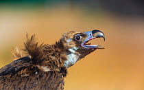 European Black vulture (Aegypius monachus) calling profile, Campanarios de Azaba Biological Reserve, a rewilding Europe area, Salamanca, Castilla y Leon, Spain
