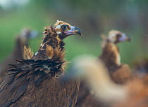 European Black vultures (Aegypius monachus), Campanarios de Azaba Biological Reserve, a rewilding Europe area, Salamanca, Castilla y Leon, Spain