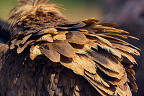 European Black vulture (Aegypius monachus) rear view of back feathers, Campanarios de Azaba Biological Reserve, a rewilding Europe area, Salamanca, Castilla y Leon, Spain