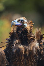 European Black vulture (Aegypius monachus) portrait, Campanarios de Azaba Biological Reserve, a rewilding Europe area, Salamanca, Castilla y Leon, Spain