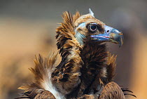 European Black vulture (Aegypius monachus) head profile, Campanarios de Azaba Biological Reserve, a rewilding Europe area, Salamanca, Castilla y Leon, Spain
