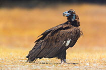 European Black vulture (Aegypius monachus) profile portrait on ground, Campanarios de Azaba Biological Reserve, a rewilding Europe area, Salamanca, Castilla y Leon, Spain