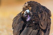 European Black vulture (Aegypius monachus) preening, Campanarios de Azaba Biological Reserve, a rewilding Europe area, Salamanca, Castilla y Leon, Spain