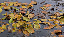 Western marsh frog (Pelophylax perezi) barely visible on pond surface, Campanarios de Azaba Biological Reserve, a rewilding Europe area, Salamanca, Castilla y Leon, Spain