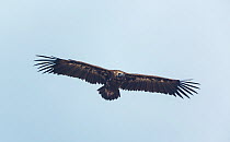 European Black vulture (Aegypius monachus) in flight overhead, Campanarios de Azaba Biological Reserve, a rewilding Europe area, Salamanca, Castilla y Leon, Spain