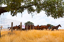 Retuerta horses (Equus ferus caballus) once native, herd now released to graze Campanarios de Azaba Biological Reserve, a rewilding Europe area, Salamanca, Castilla y Leon, Spain