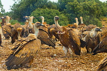 Griffon vulture (Gyps fulvus) large group at feeding site, Campanarios de Azaba Biological Reserve, a rewilding Europe area, Salamanca, Castilla y Leon, Spain