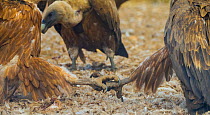 Griffon vulture (Gyps fulvus) two with linked legs in dispute, Campanarios de Azaba Biological Reserve, a rewilding Europe area, Salamanca, Castilla y Leon, Spain