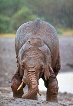 African Elephant (Loxodonta africana) kneeling in mud and rain. Aberdares National Park, Kenya.