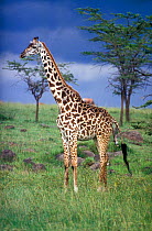 Masai Giraffe (Giraffa camelopardalis tippelskirchi) immediately prior to giving birth, legs emerging. Masai-Mara game reserve, Kenya.