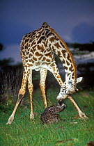 Masai Giraffe (Giraffa camelopardalis tippelskirchi) mother nursing her newborn calf. Masai-Mara game reserve, Kenya.