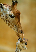 West African / Niger Giraffe (Giraffa camelopardalis peralta) mother and baby. Zoo of Doue La Fontaine, France. Captive.