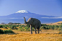 RF- African Elephant (Loxodonta africana) male and Mount Kilimanjaro. Amboseli National Park, Kenya. (This image may be licensed either as rights managed or royalty free.)