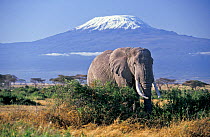 African Elephant (Loxodonta africana) male and Mount Kilimanjaro. Amboseli National Park, Kenya.