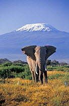 African Elephant (Loxodonta africana) male and Mount Kilimanjaro. Amboseli National Park, Kenya.