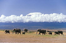 African Elephant (Loxodonta africana) herd on plains with Mount Kilimanjaro on horizon. Amboseli National Park, Kenya.