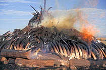 African Elephant (Loxodonta africana) tusks being burnt after confiscation from poachers. Nairobi National Park, Kenya, 1990.
