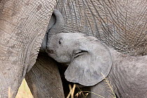 African Elephant (Loxodonta africana) baby suckling its mother. Masai-Mara Game Reserve, Kenya.