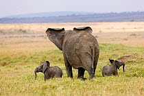 RF- African Elephant (Loxodonta africana) mother and two babies. Masai-Mara Game Reserve, Kenya. (This image may be licensed either as rights managed or royalty free.)