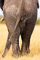 African Elephant (Loxodonta africana) male flanks and tail. Masai-Mara Game Reserve, Kenya.