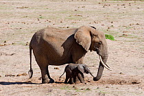 African Elephant (Loxodonta africana) mother offering water to her calf from a hole in dry river bed. Samburu game reserve, Kenya.