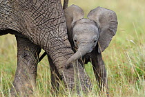 African Elephant (Loxodonta africana) baby playing with its mother. Masai-Mara Game Reserve, Kenya.