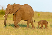 African Elephant (Loxodonta africana) mother and baby. Masai-Mara Game Reserve, Kenya.