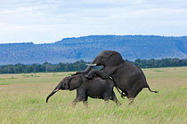 African Elephants (Loxodonta africana) mating. Masai-Mara Game Reserve, Kenya.