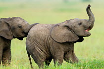 African Elephant (Loxodonta africana) calves playing. Masai-Mara Game Reserve, Kenya.