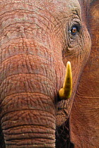 African Elephant (Loxodonta africana) close up portrait with eye and tusk. Aberdares National Park, Kenya.