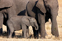 African Elephant (Loxodonta africana) mother and baby feeding. Masai-Mara Game Reserve, Kenya.