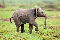 African Elephant (Loxodonta africana) baby playing. Masai-Mara Game Reserve, Kenya.