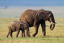 African Elephant (Loxodonta africana) mother and baby feeding on grass. Masai-Mara Game Reserve, Kenya.