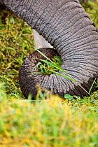 African Elephant (Loxodonta africana) trunk pulling up grass to feed on. Amboseli National Park, Kenya.