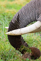 African Elephant (Loxodonta africana) trunk pulling up grass to feed on. Amboseli National Park, Kenya.