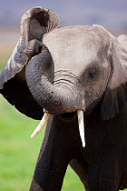 African Elephant (Loxodonta africana), young playing with its trunk. Amboseli National Park, Kenya.