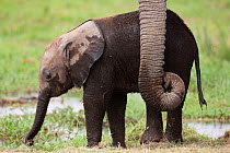 African Elephant (Loxodonta africana) baby elephant its mother's trunk Amboseli National Park, Kenya.