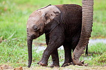 African Elephant (Loxodonta africana) baby with its mother's trunk. Amboseli National Park, Kenya.