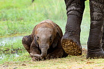 African Elephant (Loxodonta africana) baby elephant lying by fet of another. Amboseli National Park, Kenya.