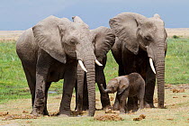African Elephant (Loxodonta africana) baby protected by group of females. Amboseli National Park, Kenya.