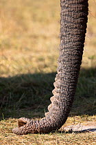African Elephant (Loxodonta africana) close-up of the trunk. Amboseli National Park, Kenya.
