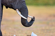 African Elephant (Loxodonta africana), close-up of the trunk and the tusks. Amboseli National Park, Kenya.