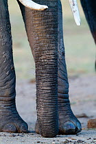 African Elephant (Loxodonta africana), close-up of the trunk. Amboseli National Park, Kenya.