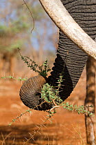 African Elephant (Loxodonta africana) using trunk to feed. Meru National Park, Kenya