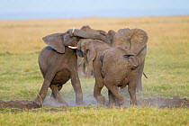 African Elephant (Loxodonta africana), young males play-fighting. Masai-Mara Game Reserve, Kenya.