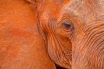 African Elephant (Loxodonta africana) portrait. Tsavo East National Park, Kenya.